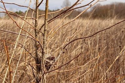 Fauna: Winter Nests