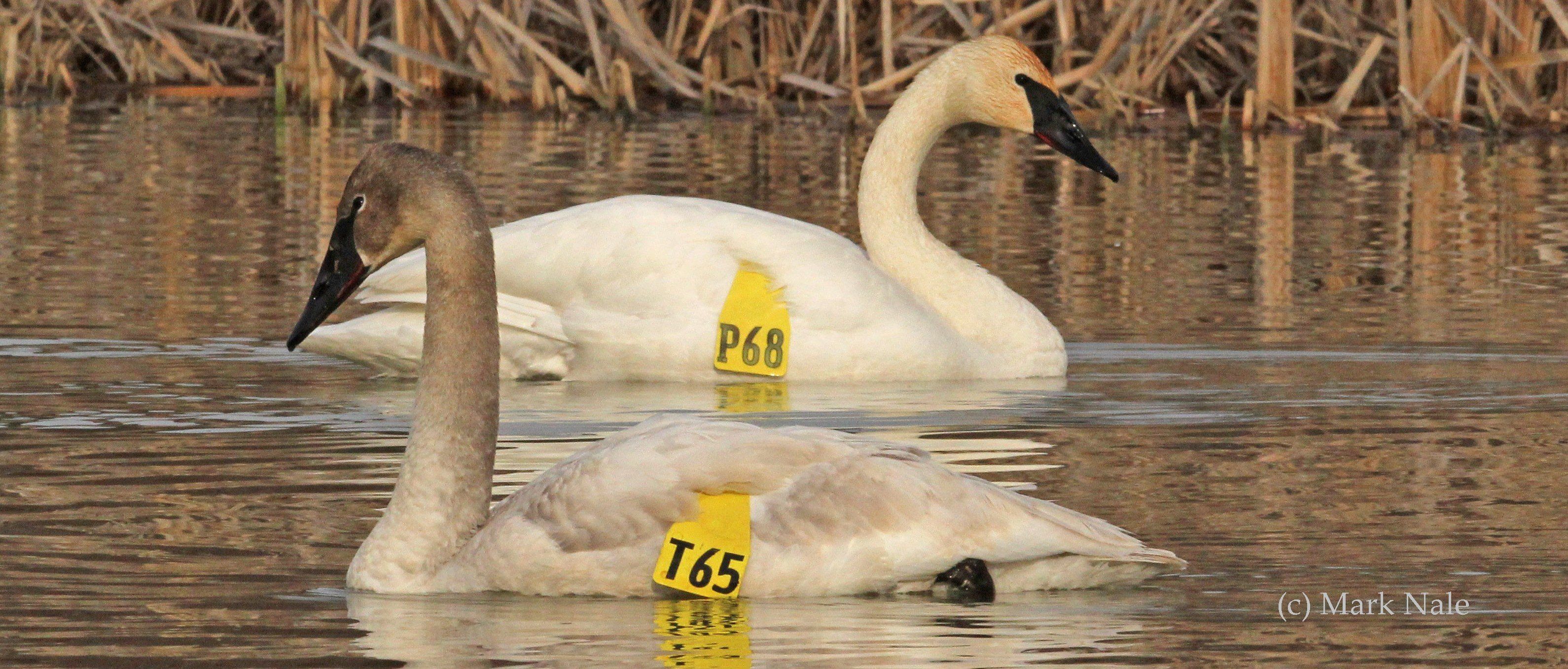 When you report a collared swan to Ebird and The Trumpeter Swan Society, you help track new migration sites and resting areas
