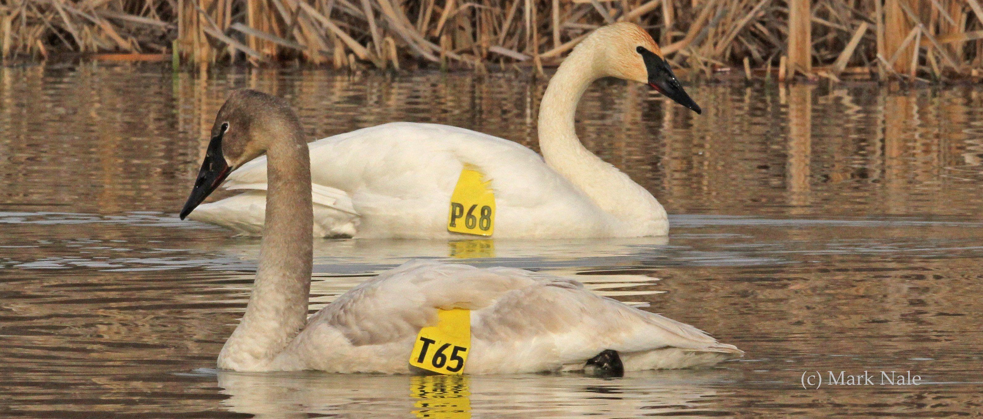 Trumpeter Watch | Trumpeter Swan Society