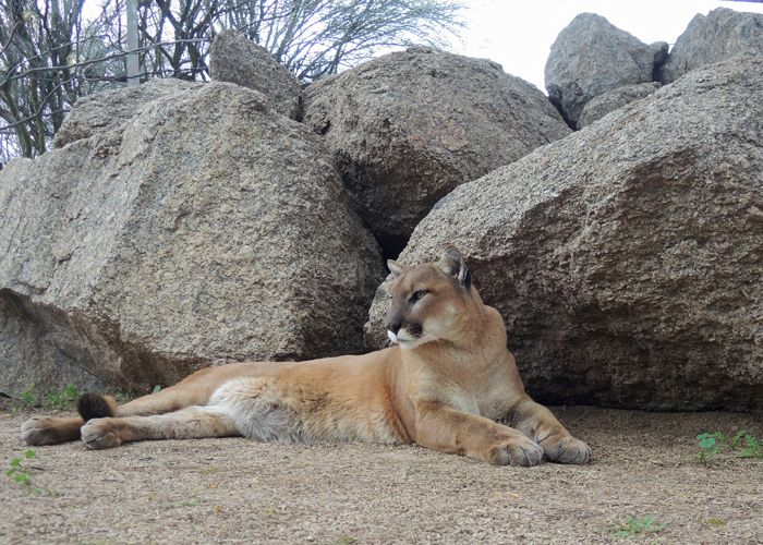Mountain Lion in Repose