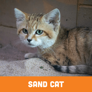 Sand Cat