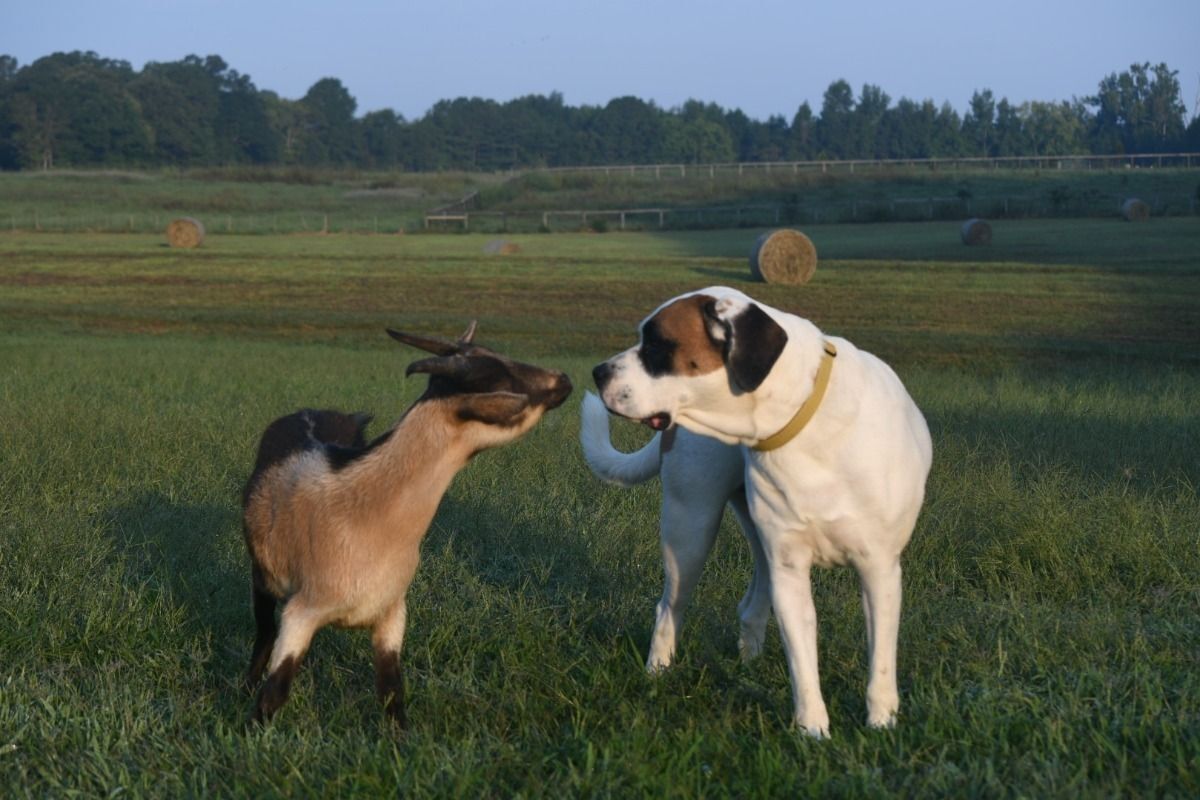 Then there was Hopie