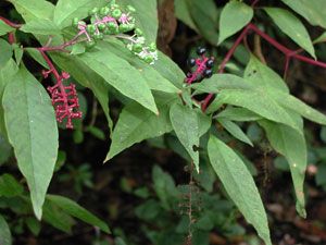 Pokeweed