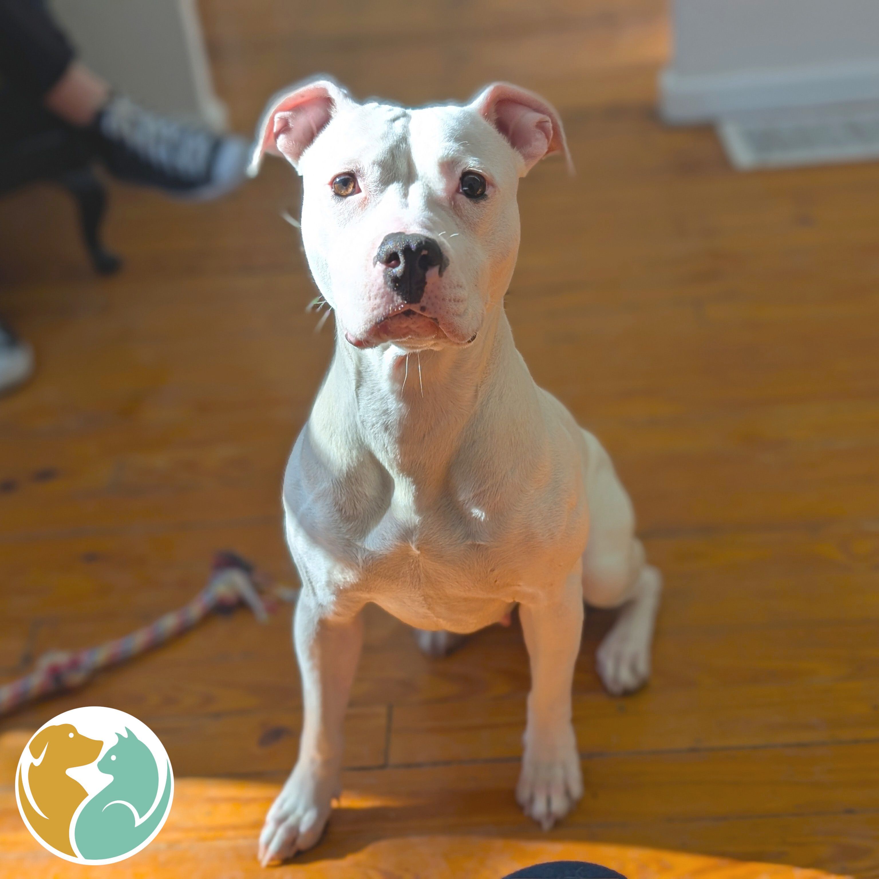 CASHMERE - Adoption Pending!