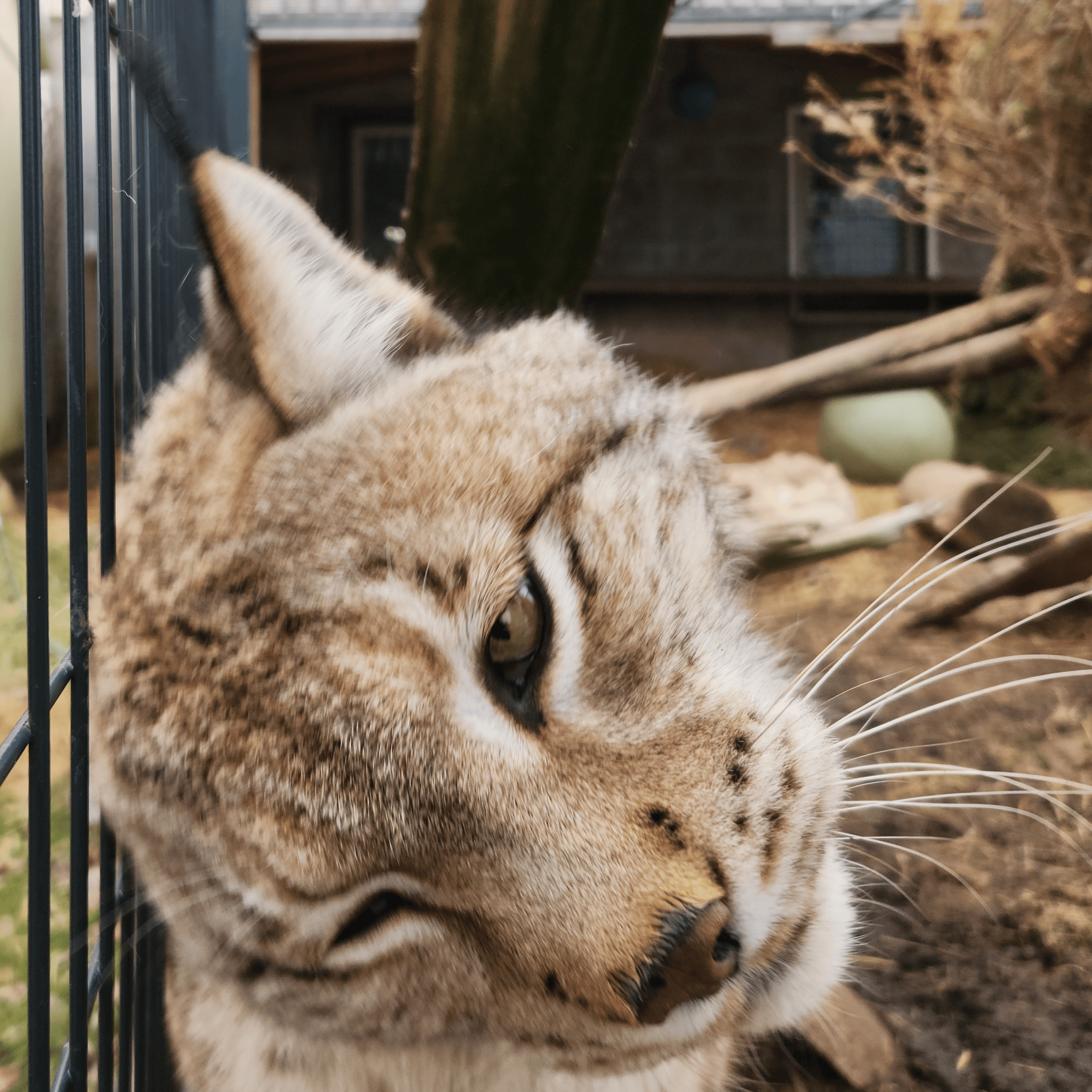 Eurasian Lynx | CASH
