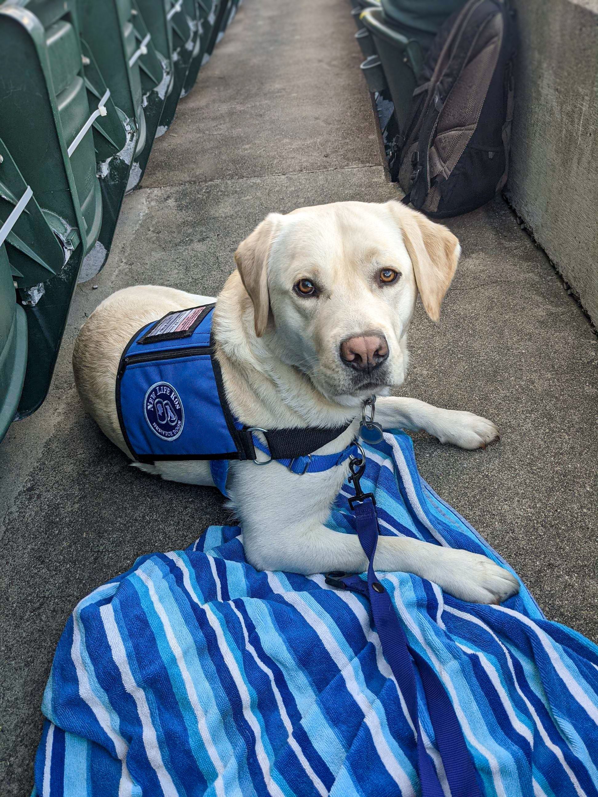 California Berkeley Dog Sweater