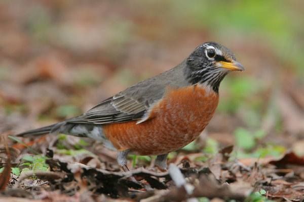 AMERICAN ROBIN  The Texas Breeding Bird Atlas