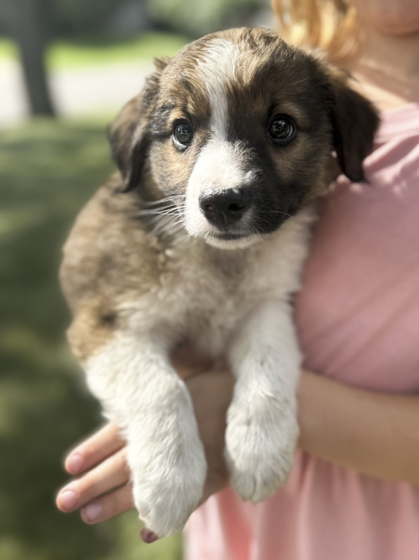 Zorro