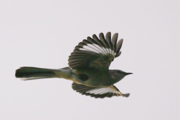 Northern Mockingbird