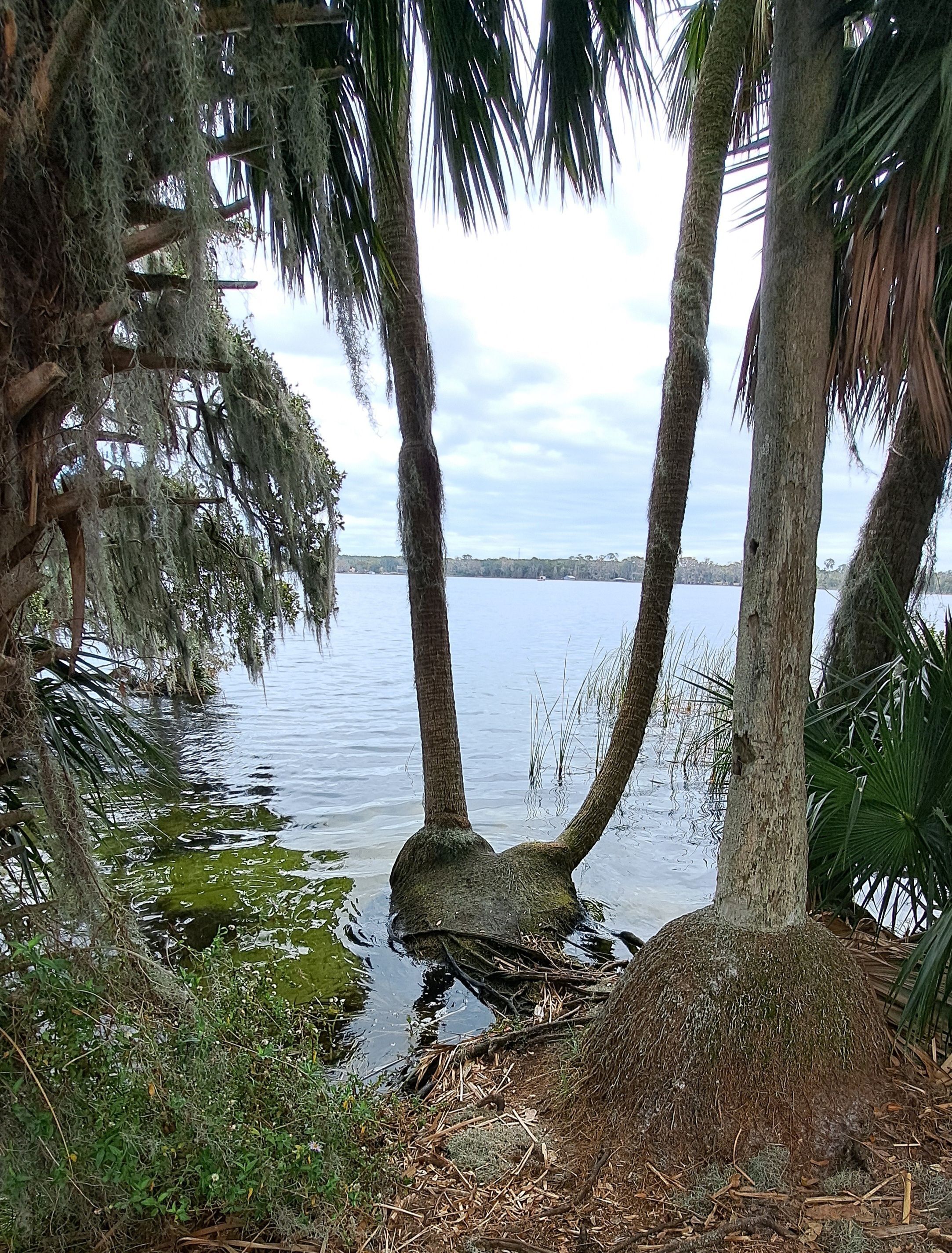 Palm hearts by Pamela Silhavy