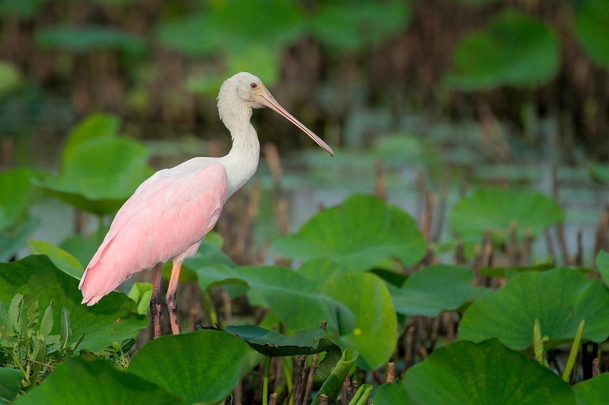 Roseate Spoonbill