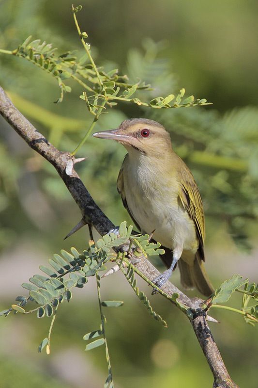 Black-whiskered Vireo