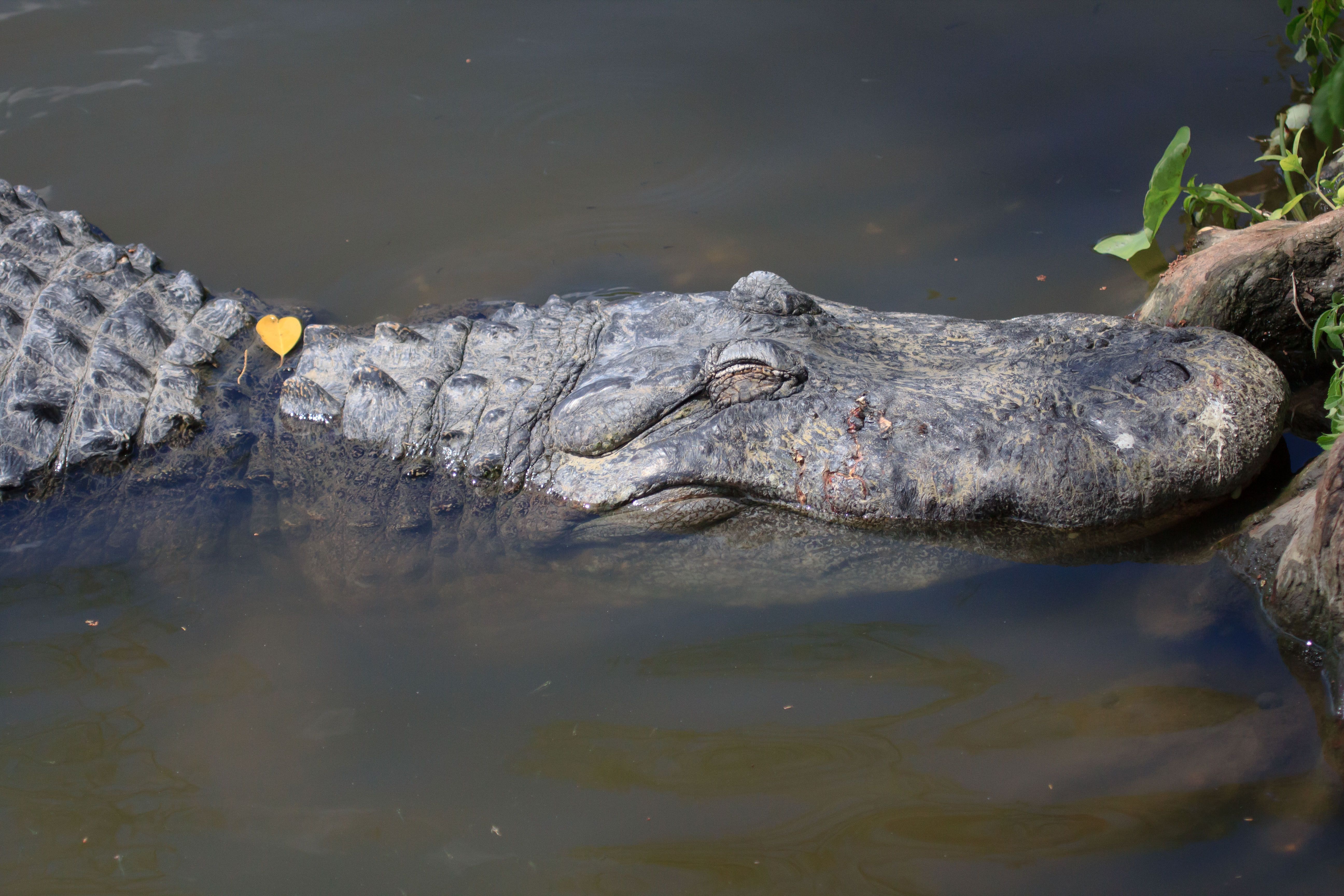 Gator heart by Bennett-Kimbley