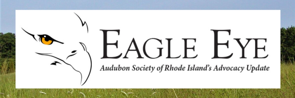 Audubon Society of Rhode Island Eagle Eye Advocacy update blog 