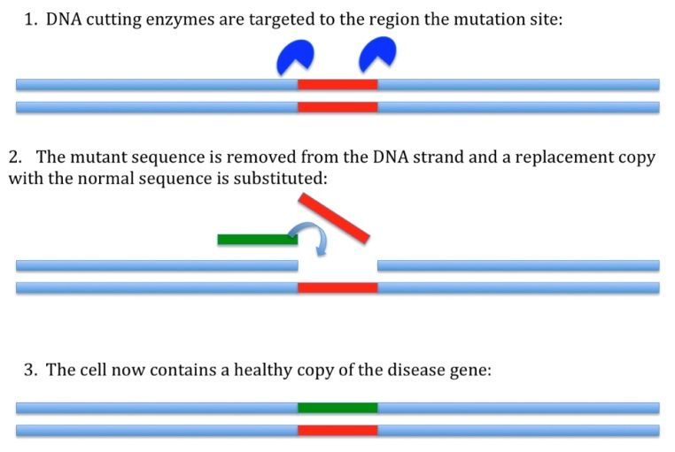A picture showing the process of gene editing.