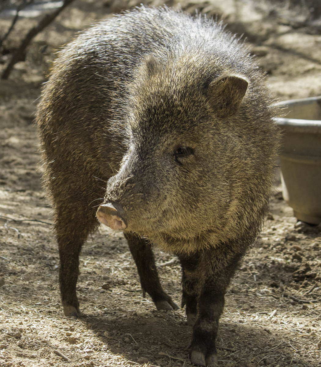Lucky Javelina