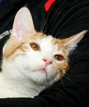 KEVIN