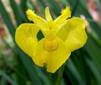 Yellowflag Iris