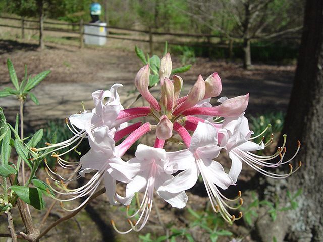 The Importance of Native Plants March 29