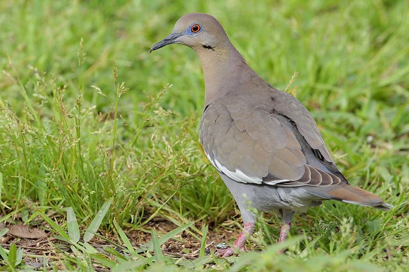 White-winged Dove