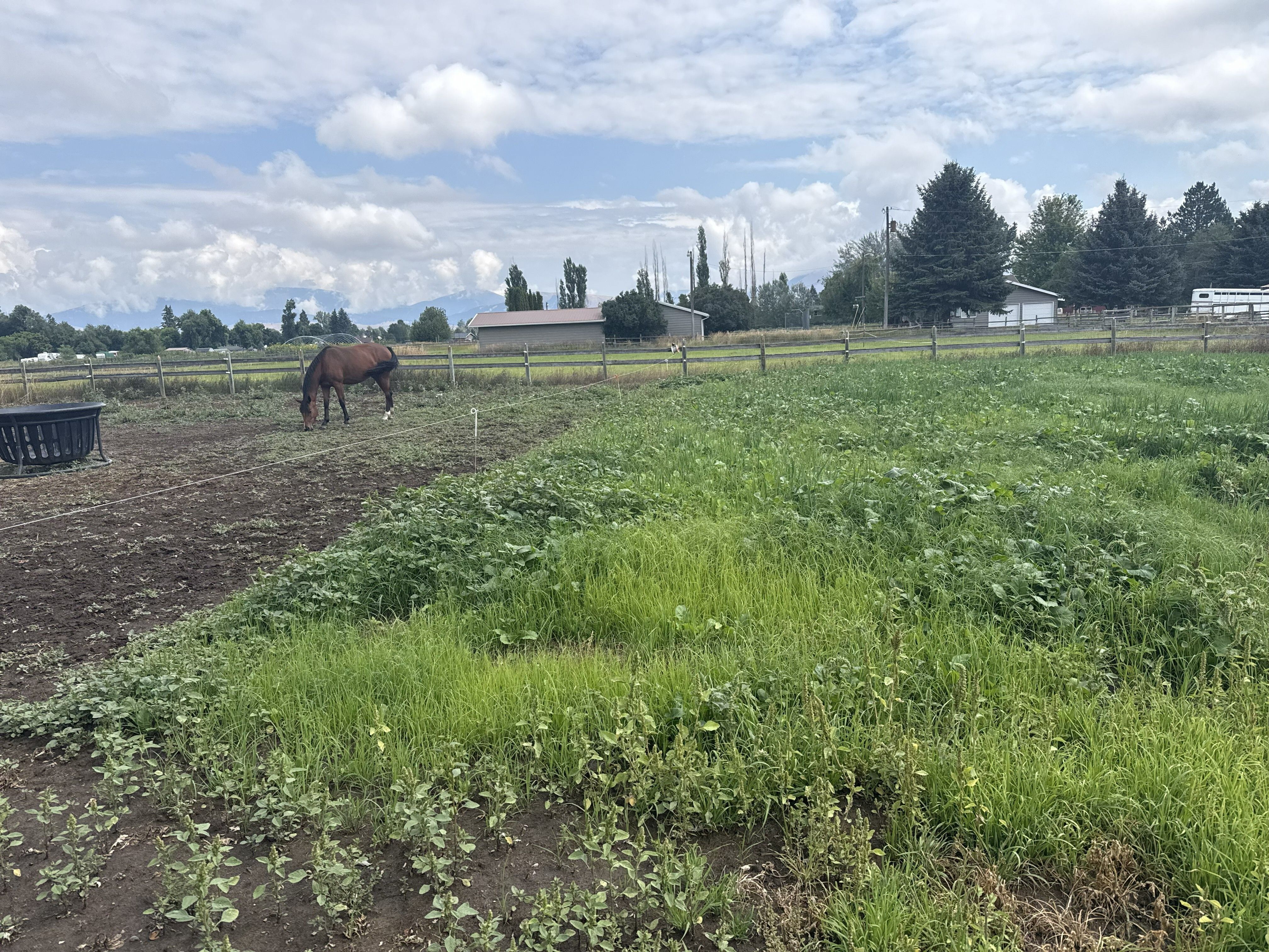 Constant Weed Battle Diaries: What is a summer cover crop and how can I use it to control weeds in a horse pasture?