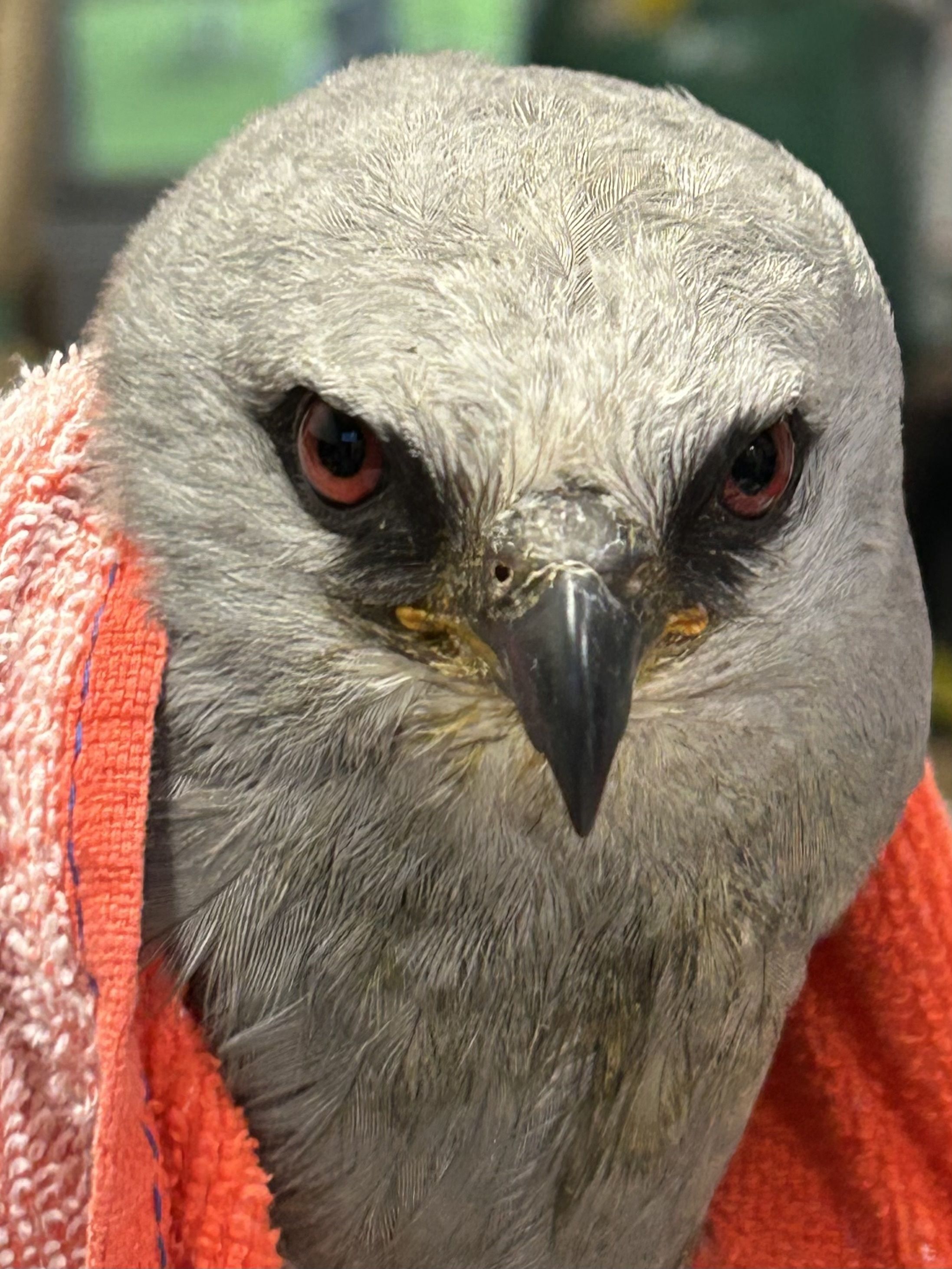 Released Saw Whet Owl