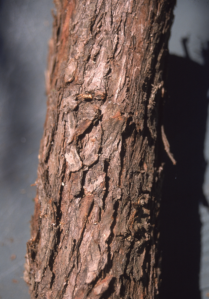 Eastern White Cedar - Pack of 100 Seedlings (6"- 12")