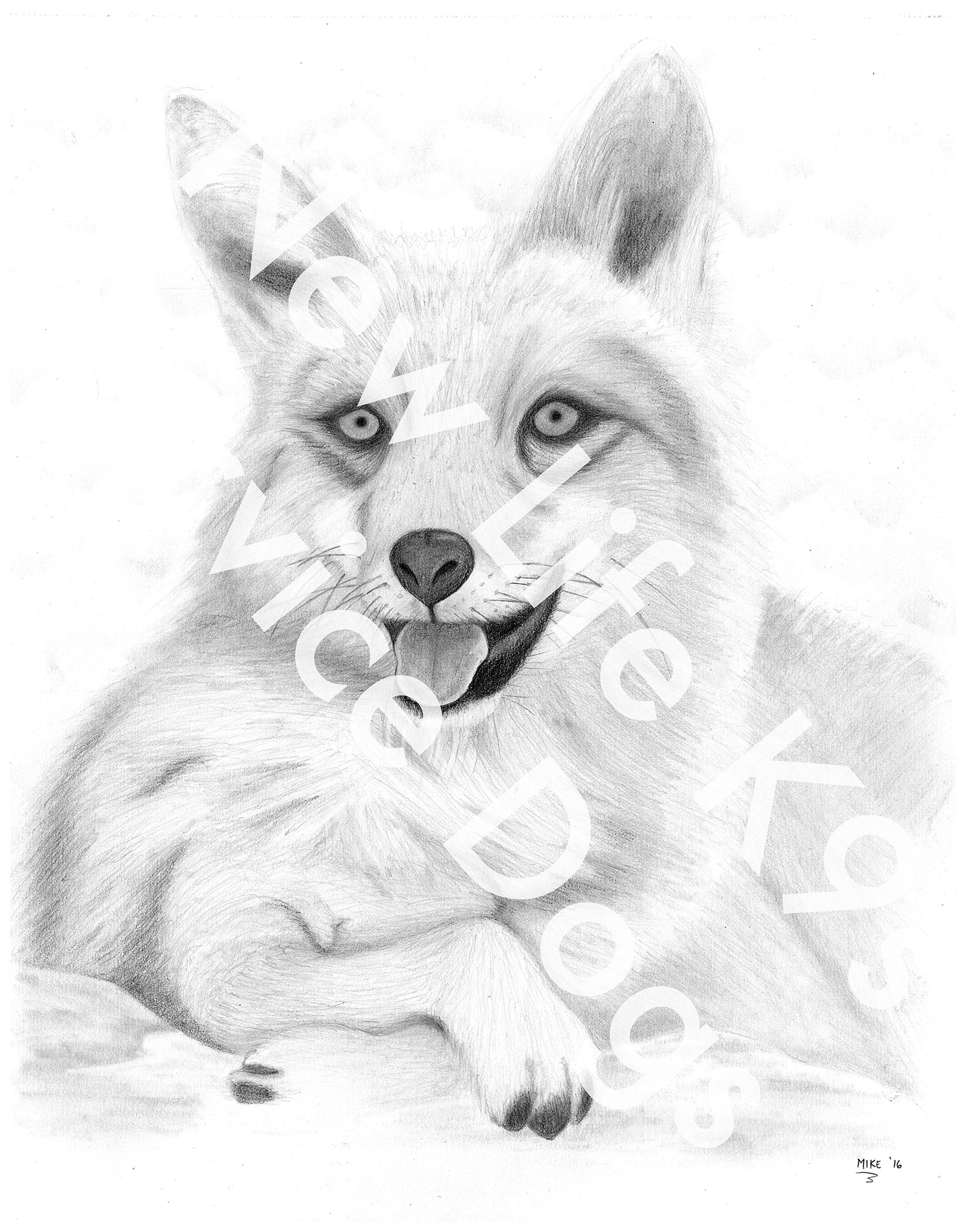 The Fox