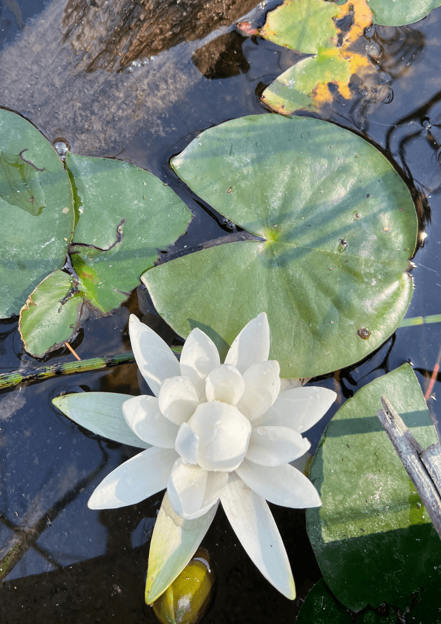 Aquatic Invasive Species