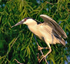 Black-crowned Night-Heron 