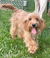 Aurora - ADOPTED