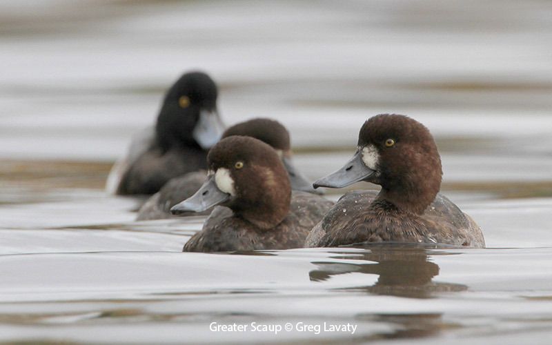 Greater Scaup