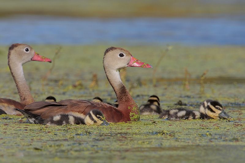 Black-bellied Whistling-Ducks