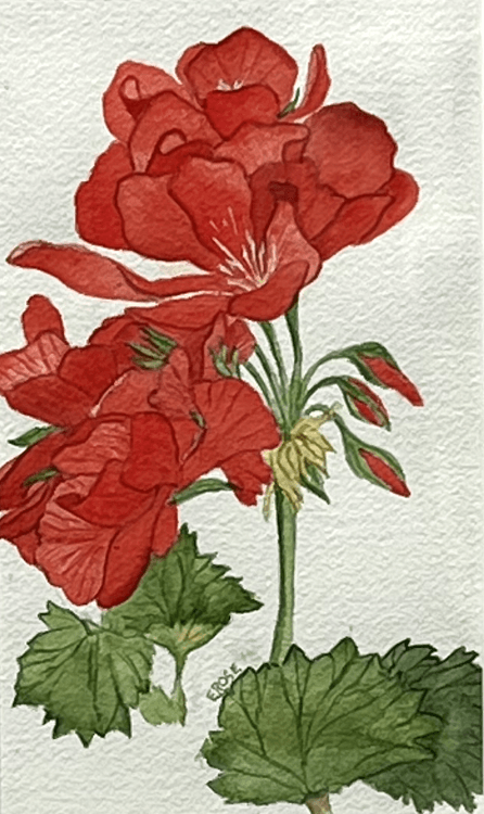 "Geraniums" - Elizabeth Rose Chambers