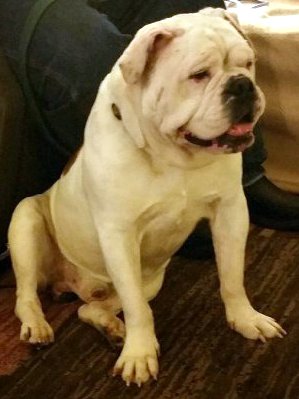 Bruno - ADOPTED