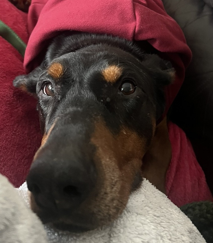 Grimm - stayed with owner 2/2/26