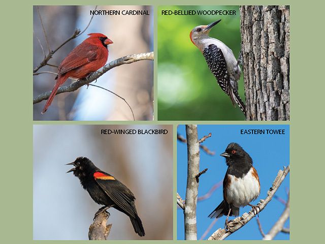 Members-Only Guided Bird Walk at Aldridge Gardens