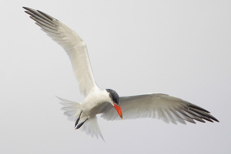 Caspian Tern