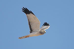 Northern Harrier (adult male)