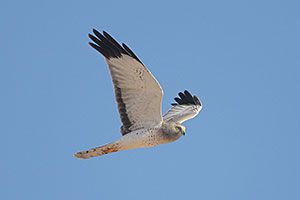 Beak of the Week: Northern Harrier