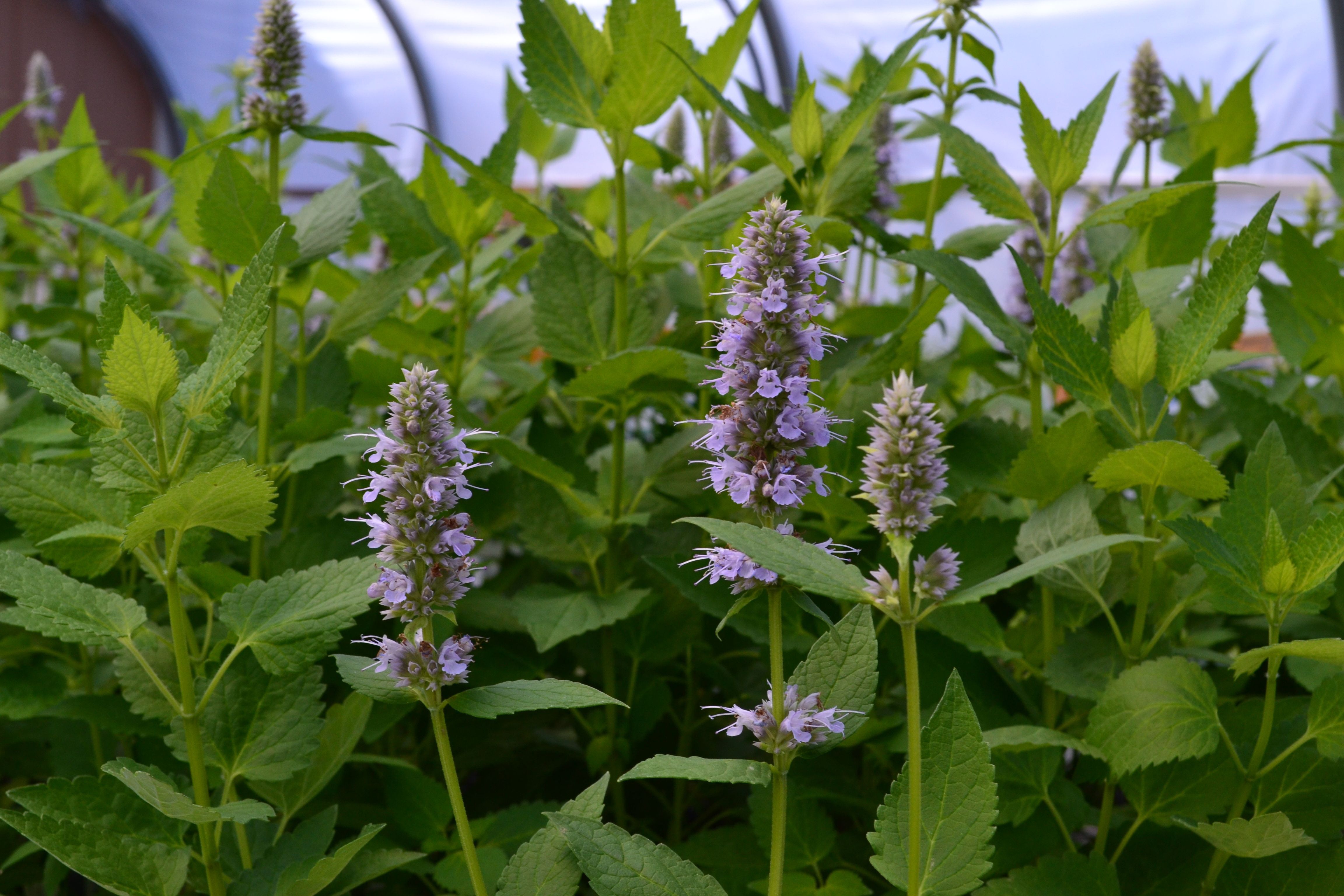 Image shows lavender hyssop blooms and green foliage in a greenhouse 