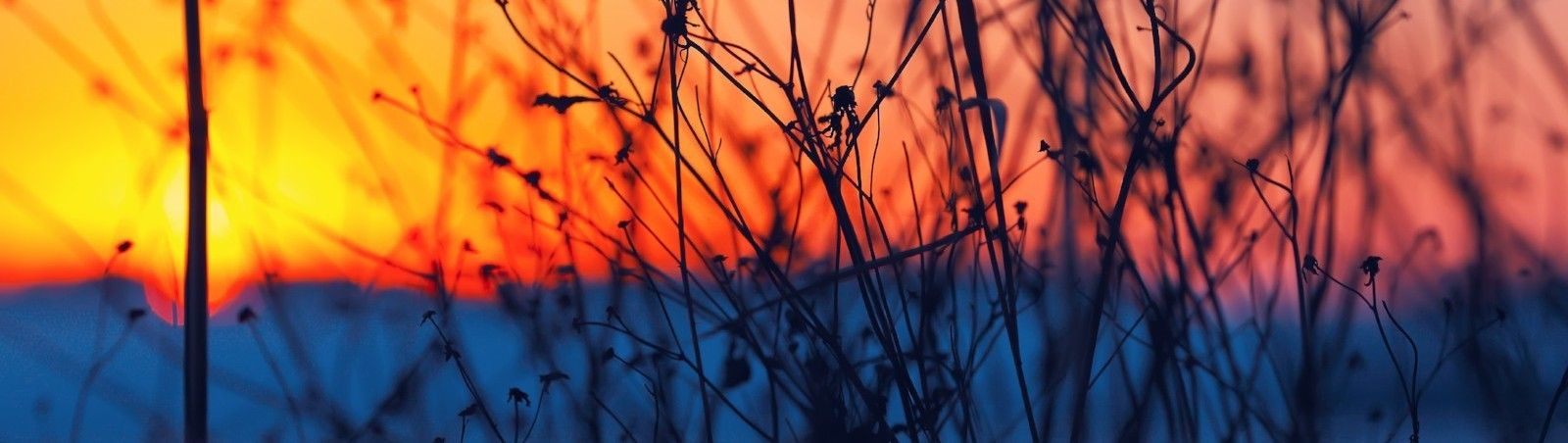 A bare shrub in the foreground with a sunset in the background.
