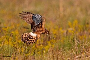 Northern Harrier (immature)