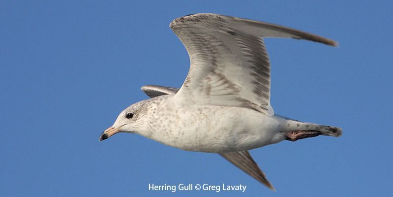 Herring Gull