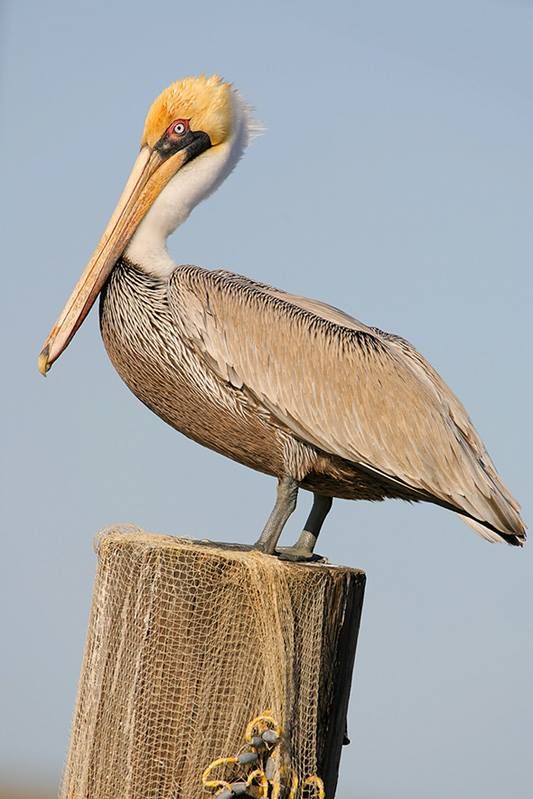 Brown Pelican