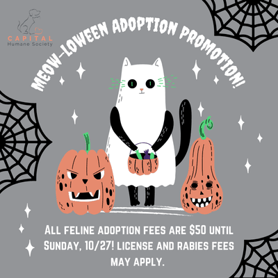 Meow-loween Adoption Promotion