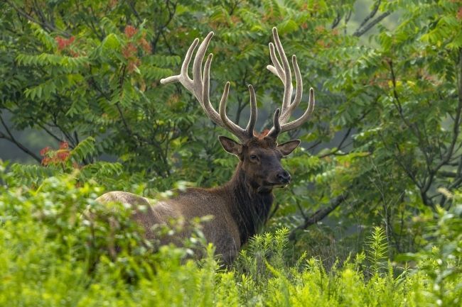 Elk: A Wild Voice Returns to the Smoky Mountains