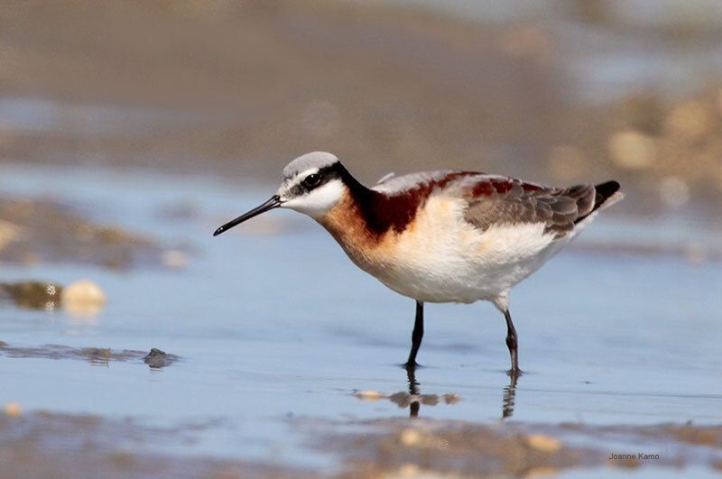 Wilson's Phalarope