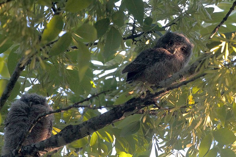 Eastern Screech-Owlets