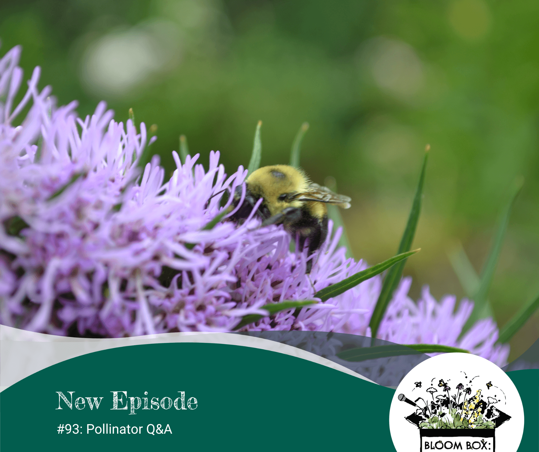 a bumblebee on a liatris flower